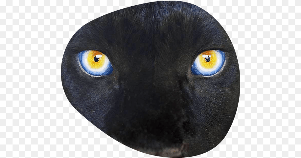 Black Cat, Animal, Mammal, Pet, Black Cat Free Transparent Png