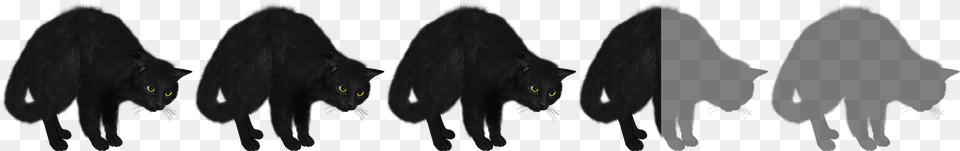 Black Cat, Animal, Mammal, Pet, Outdoors Free Transparent Png