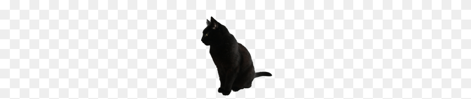 Black Cat, Animal, Mammal, Pet, Black Cat Png Image