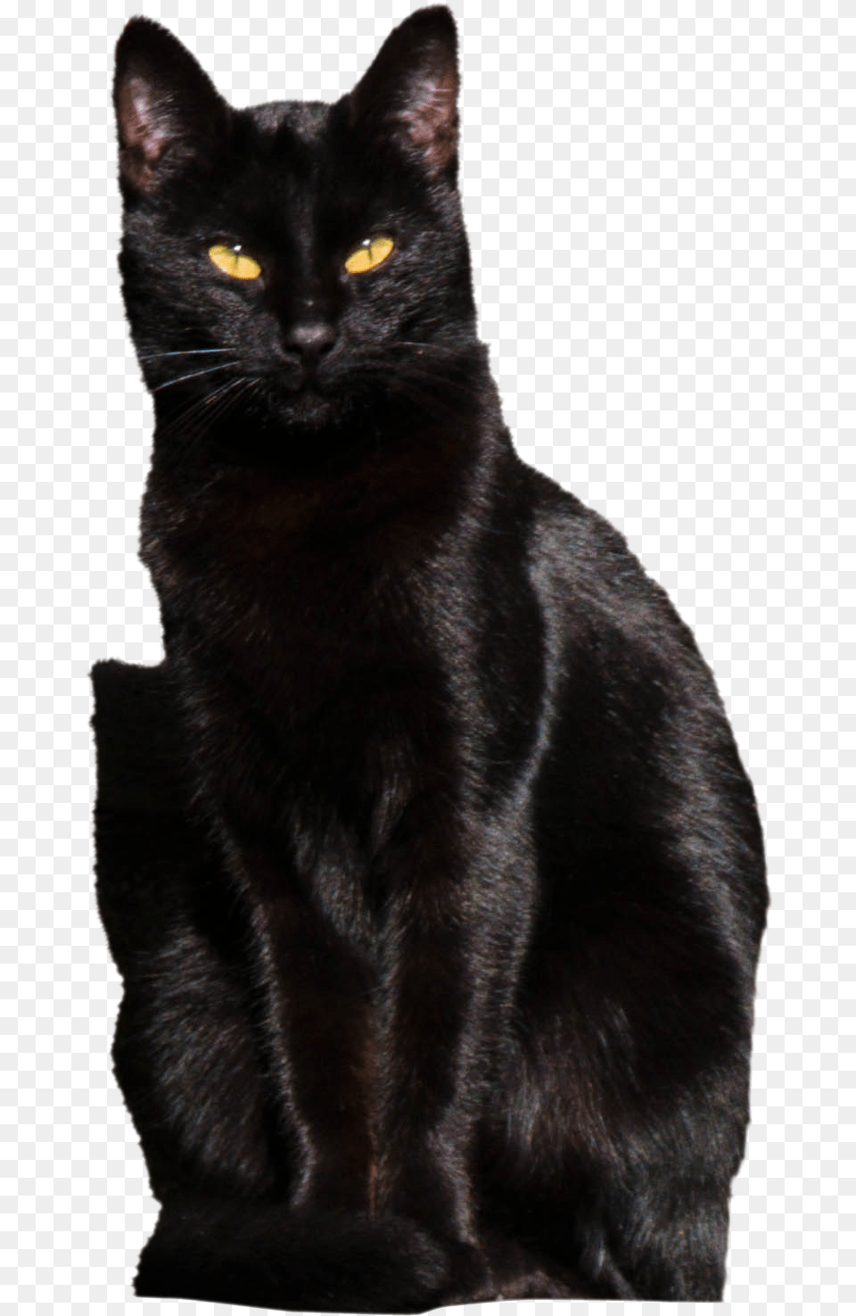 Black Cat, Animal, Black Cat, Mammal, Pet Png Image