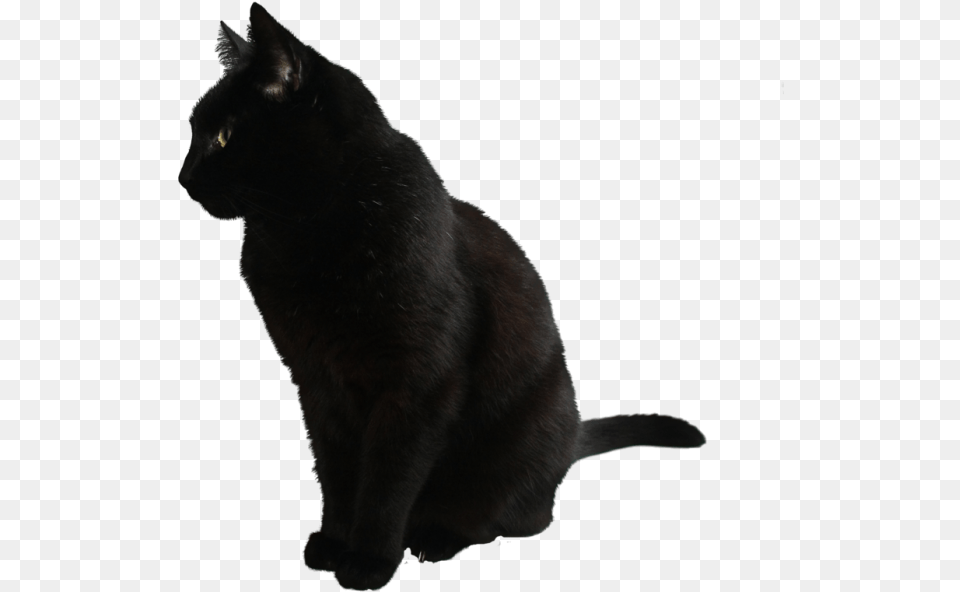 Black Cat, Animal, Black Cat, Mammal, Pet Free Png