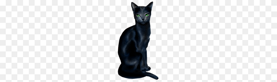 Black Cat, Animal, Mammal, Pet, Black Cat Png