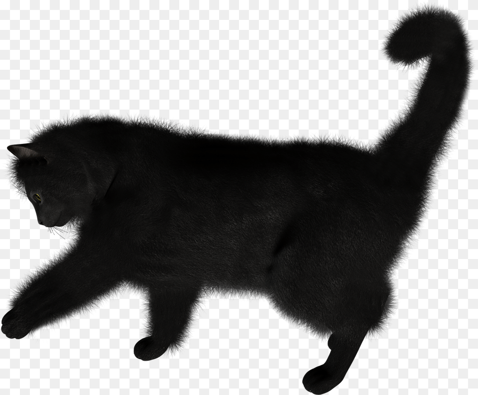 Black Cat, Animal, Canine, Dog, Mammal Free Png