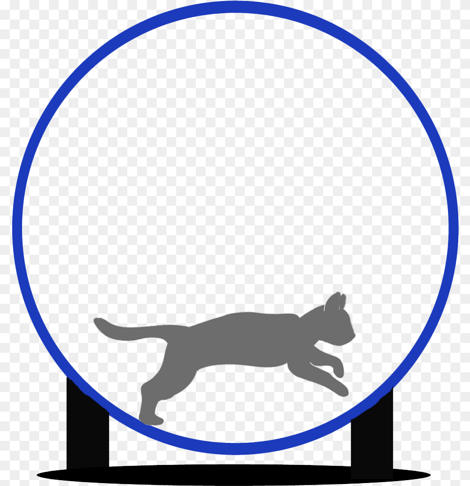 Black Cat, Animal, Mammal, Pig, Pet Png