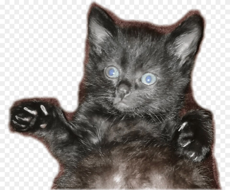 Black Cat, Animal, Kitten, Mammal, Pet Free Transparent Png