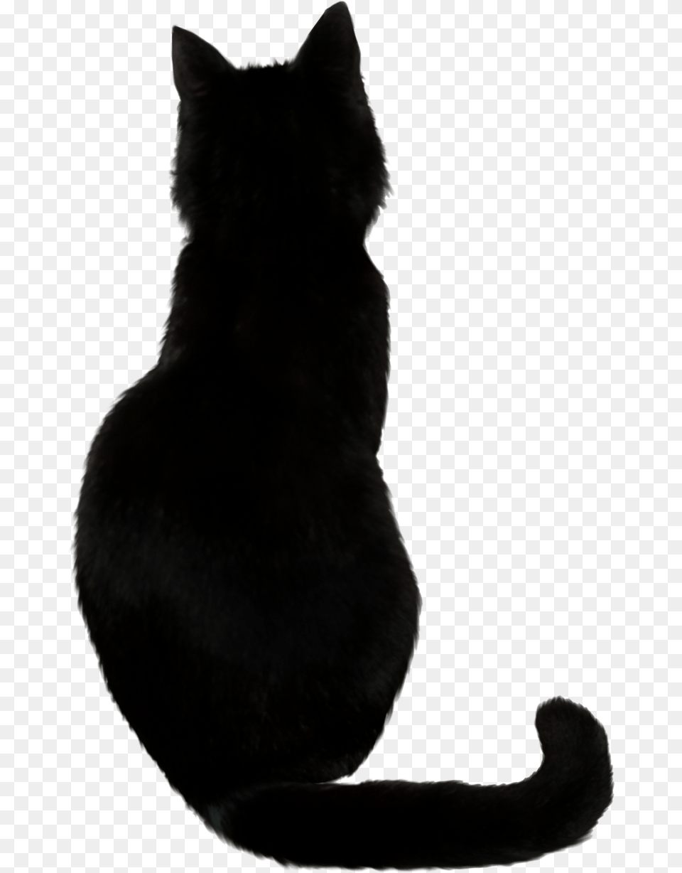 Black Cat, Animal, Black Cat, Mammal, Pet Free Png