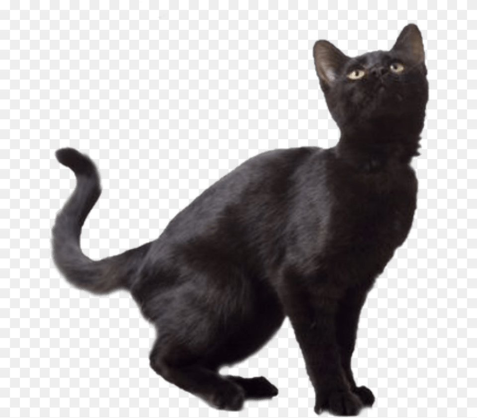 Black Cat Black Cat Clear Background, Animal, Mammal, Pet, Black Cat Png Image