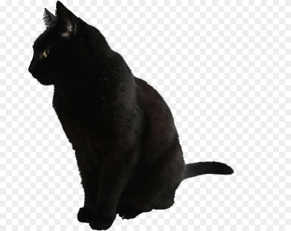 Black Cat By Camelfobia Black Cat, Animal, Mammal, Pet, Black Cat Free Png Download