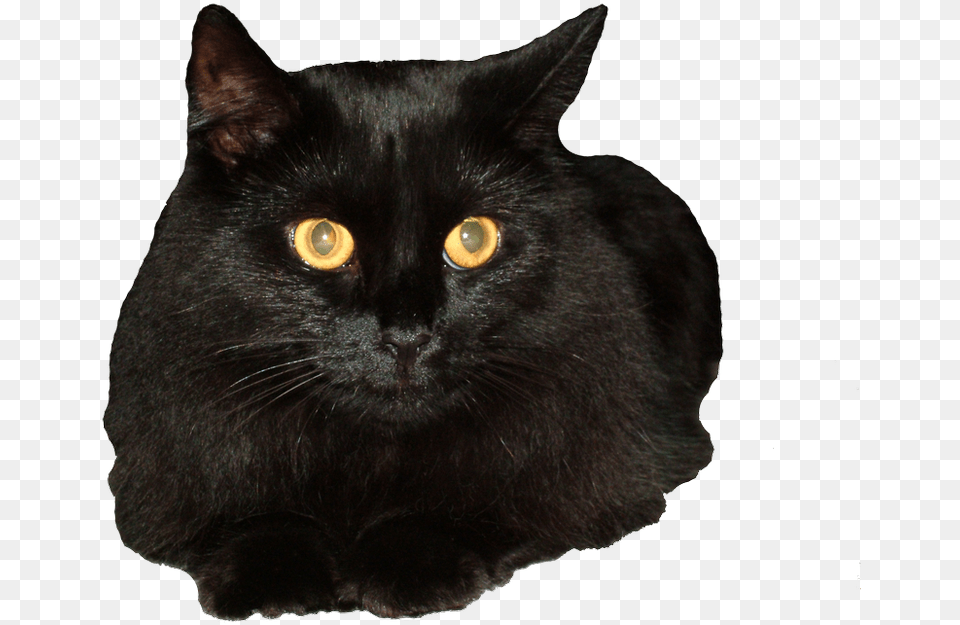 Black Cat Clear Background, Animal, Black Cat, Mammal, Pet Free Png Download