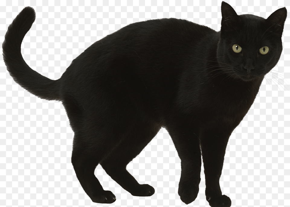 Black Cat Clipart, Animal, Mammal, Pet, Black Cat Free Png Download