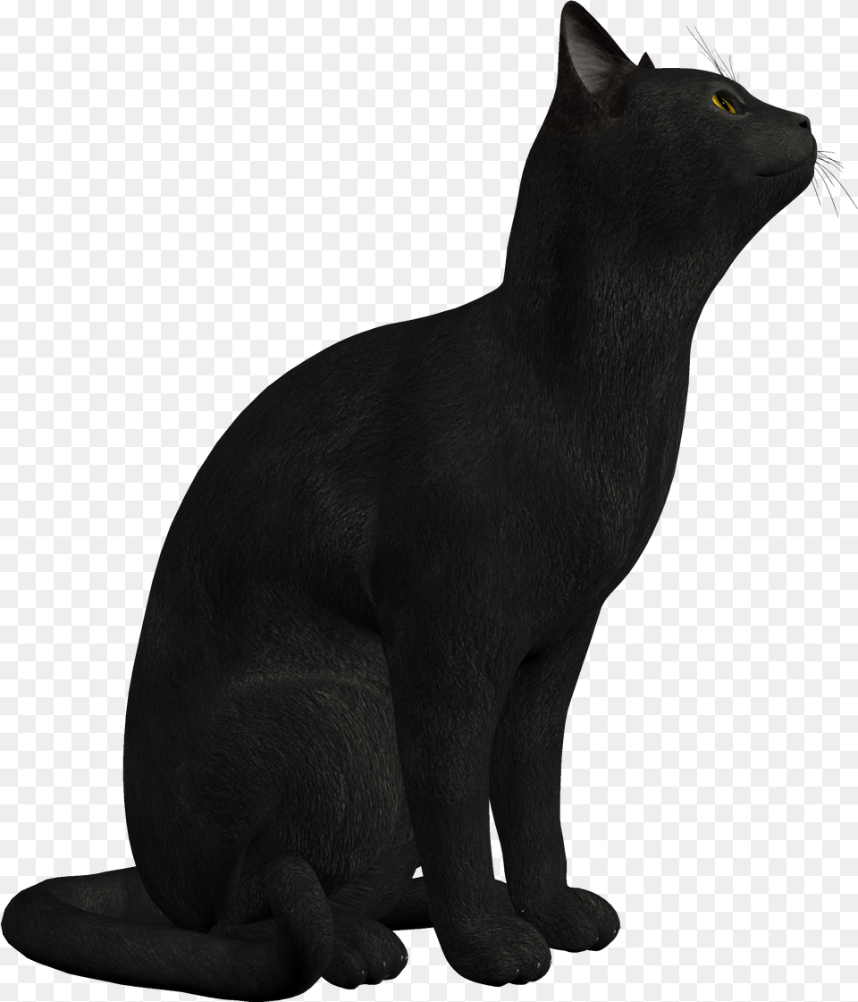 Black Cat Clipart, Animal, Mammal, Pet, Black Cat Free Png Download