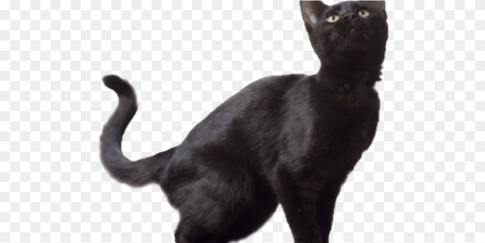Black Cat Clipart Translucent Transparent Background Cat Transparent, Animal, Mammal, Pet, Black Cat Png