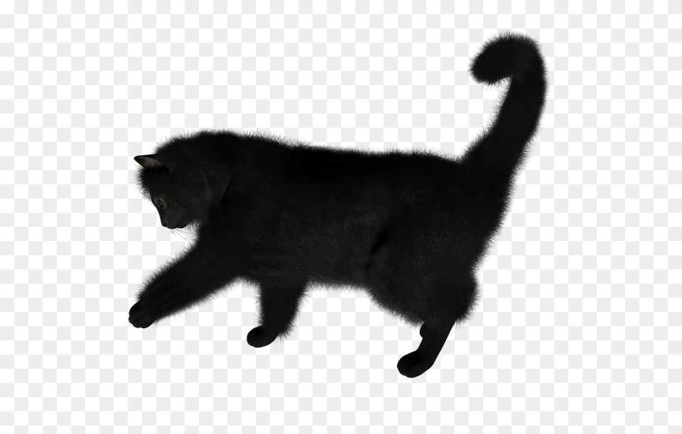 Black Cat Cliprt, Silhouette, Animal, Canine, Dog Png Image