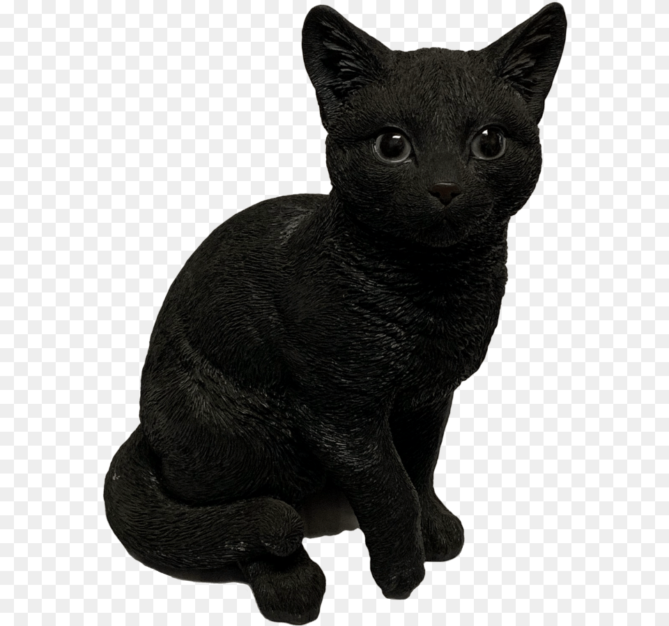 Black Cat Familiar Black Cat, Animal, Mammal, Pet, Black Cat Png Image
