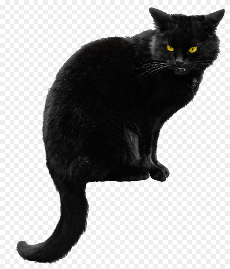 Black Cat File Black Cat, Animal, Black Cat, Mammal, Pet Free Png