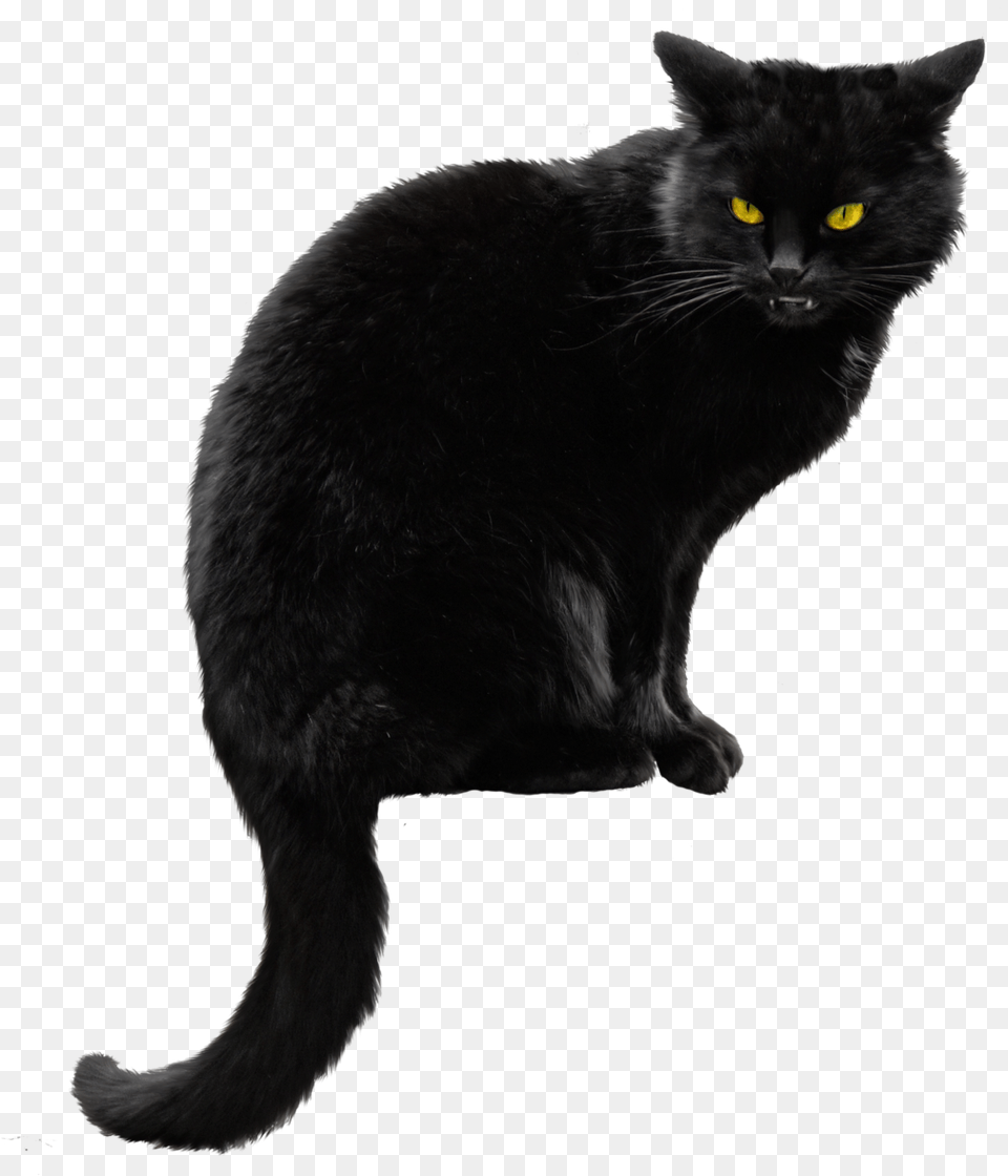 Black Cat Hd In 2020 Black Cat Background, Animal, Black Cat, Mammal, Pet Free Png Download