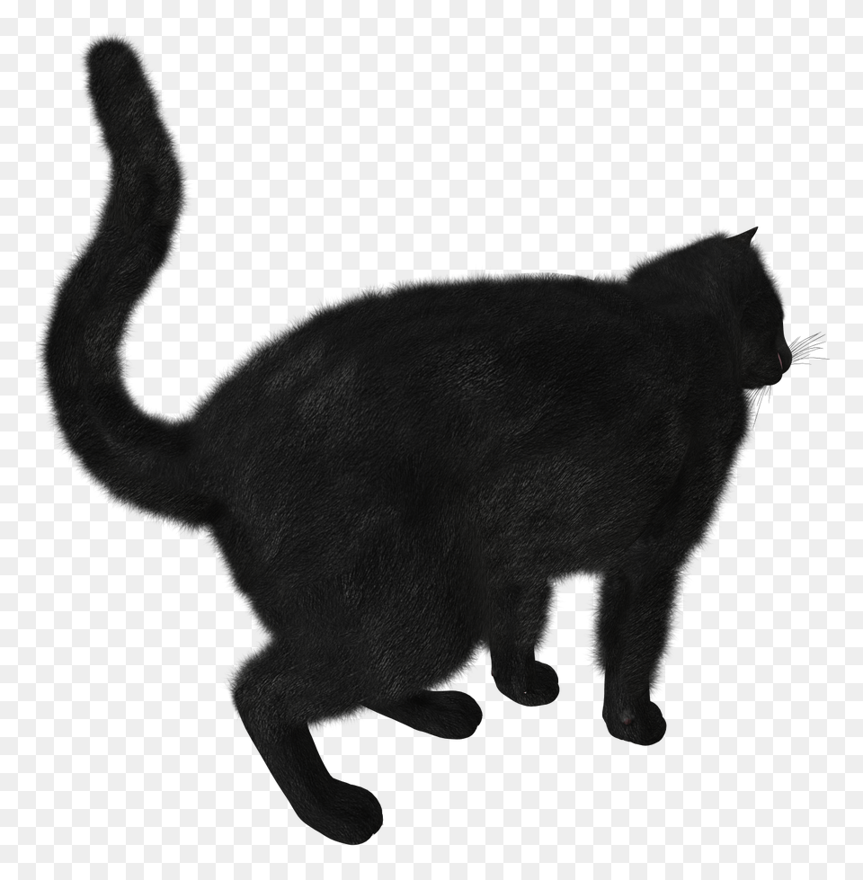 Black Cat Image, Animal, Mammal, Pig, Silhouette Free Transparent Png