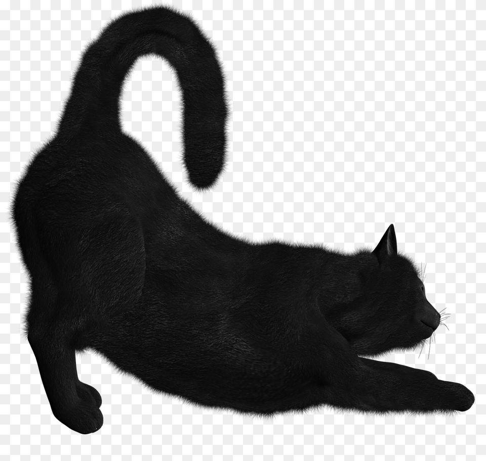 Black Cat Image, Animal, Mammal, Bear, Panther Png