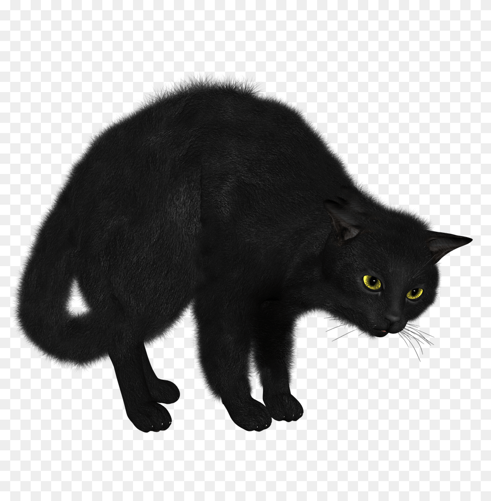 Black Cat Looking, Animal, Mammal, Pet, Black Cat Free Png