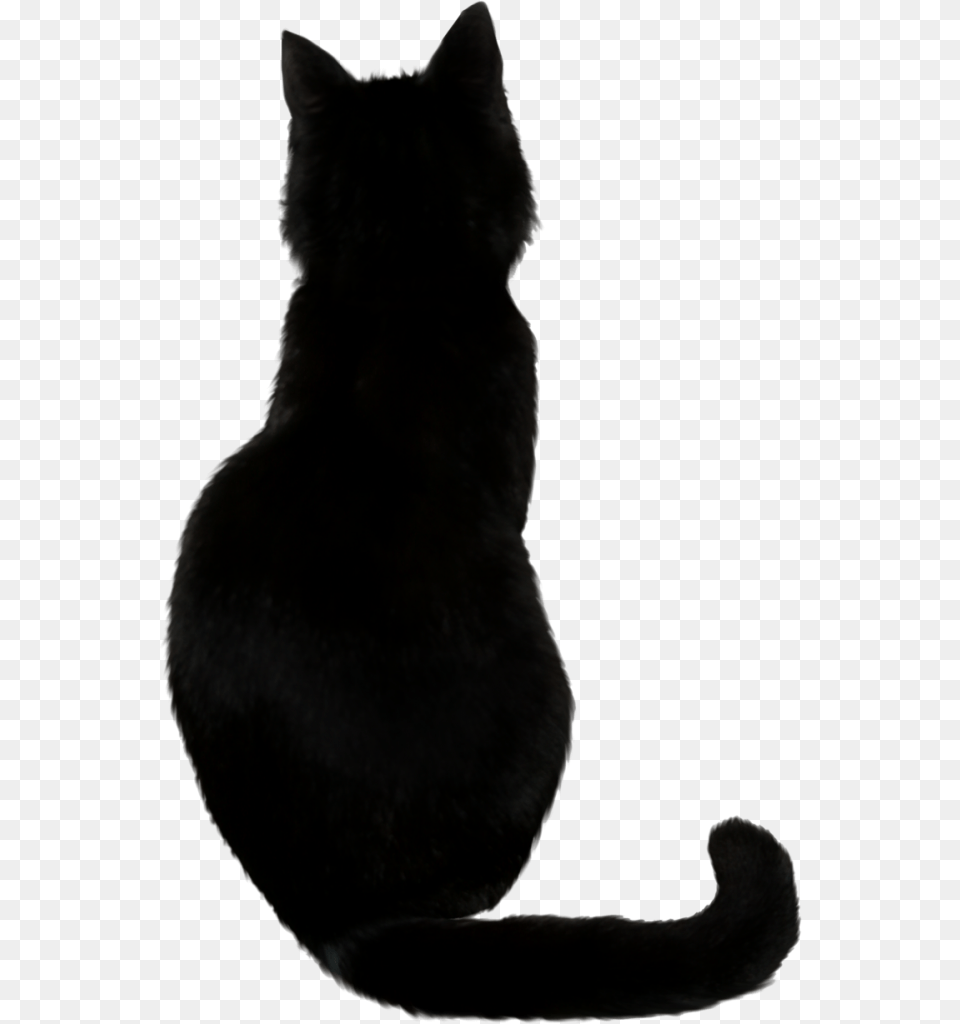 Black Cat Photos Back Of A Black Cat, Animal, Black Cat, Mammal, Pet Free Transparent Png