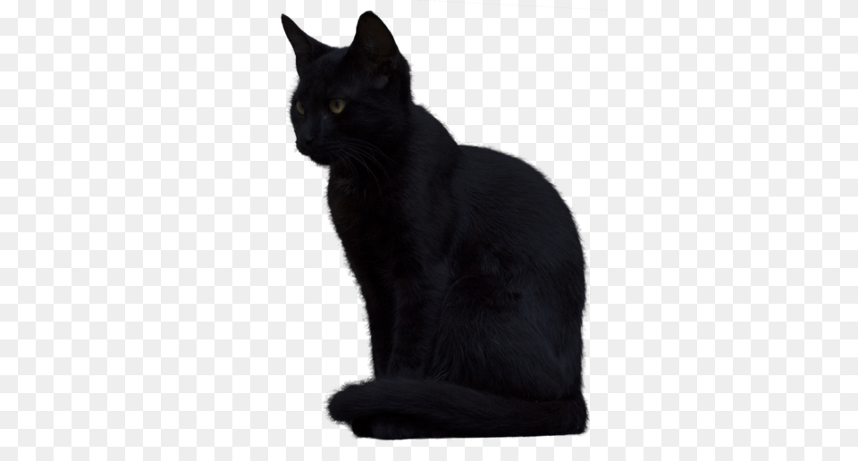 Black Cat Picture, Animal, Mammal, Pet, Black Cat Free Png Download