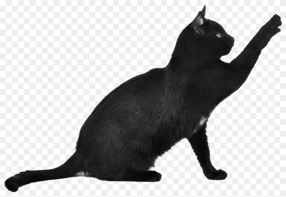 Black Cat Scratching, Animal, Mammal, Pet, Black Cat Free Transparent Png