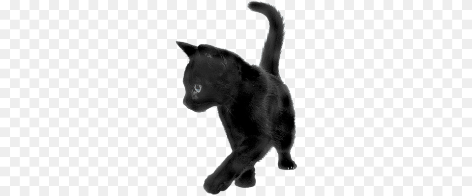 Black Cat Sideview Cat Silhouette, Animal, Mammal, Pet Free Transparent Png