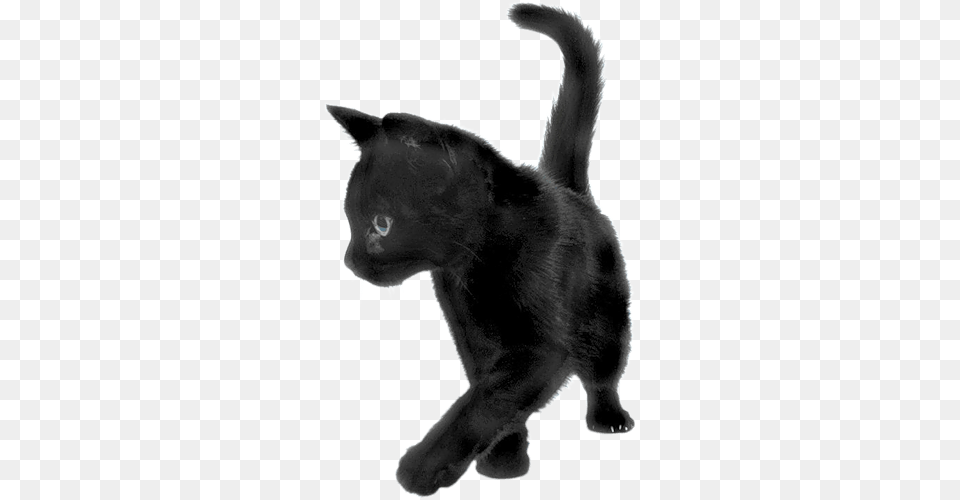 Black Cat Sideview Transparent, Animal, Mammal, Pet, Bear Free Png