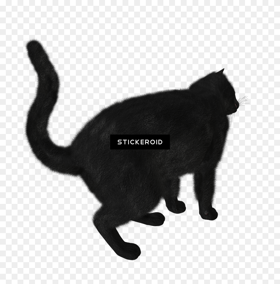 Black Cat Silhouette Black Cat, Animal, Bear, Mammal, Wildlife Png