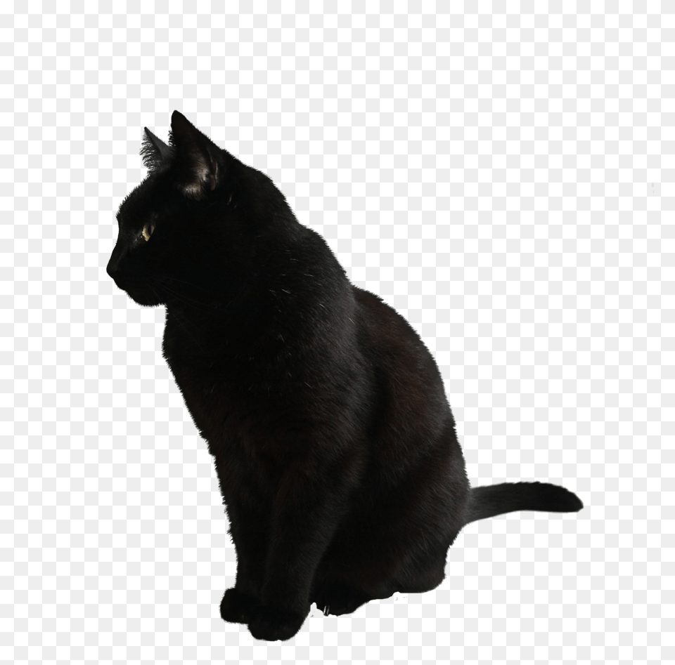 Black Cat Sitting, Animal, Mammal, Pet, Black Cat Png Image