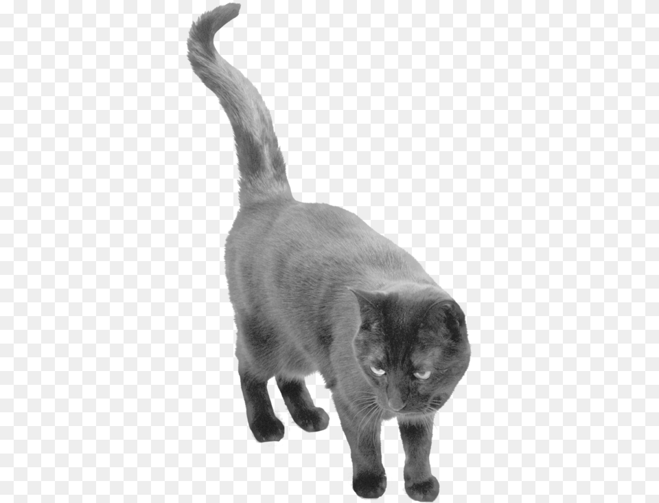 Black Cat Transparent Background, Animal, Mammal, Pet Free Png Download