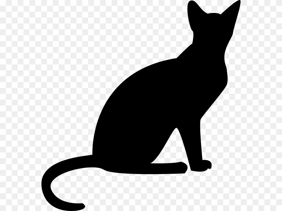 Black Cat Transparent Background, Gray Free Png Download