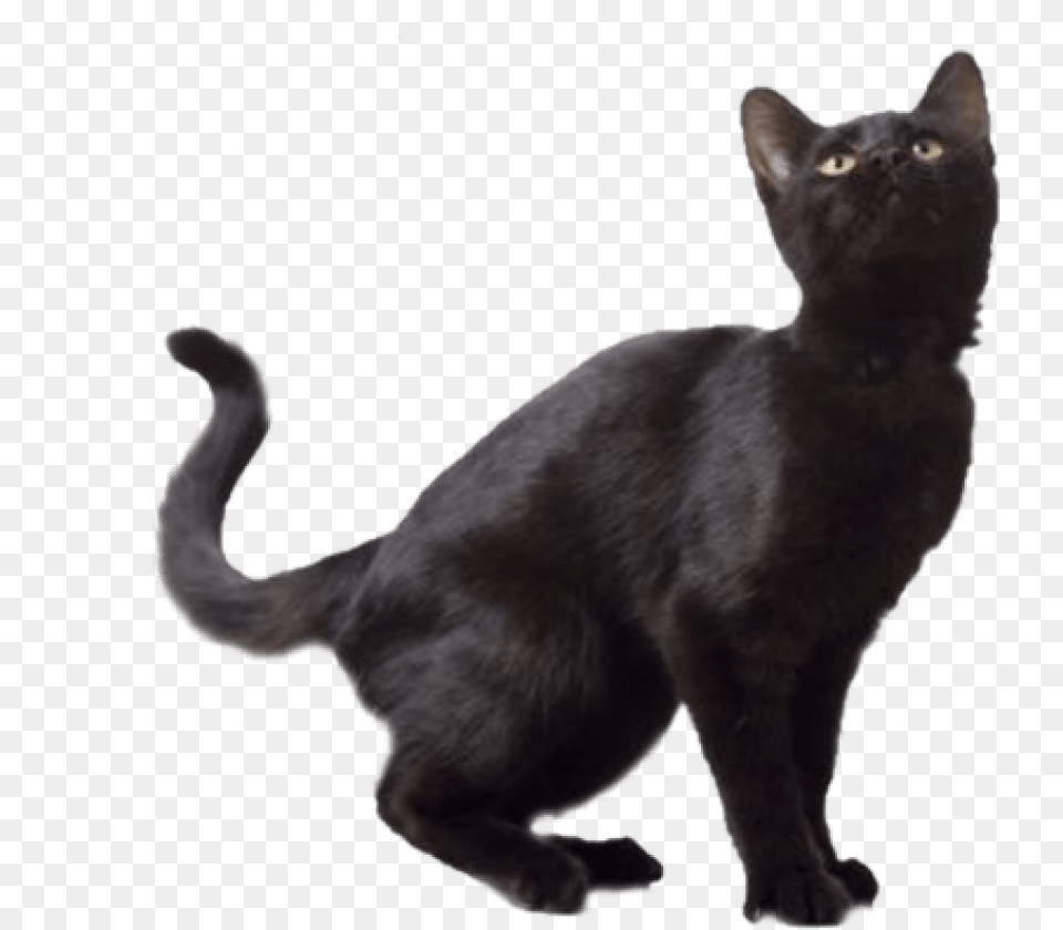 Black Cat Background Black Cat White Background, Animal, Mammal, Pet, Black Cat Free Transparent Png