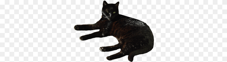 Black Cat Transparent Background By With, Animal, Mammal, Pet, Black Cat Free Png Download