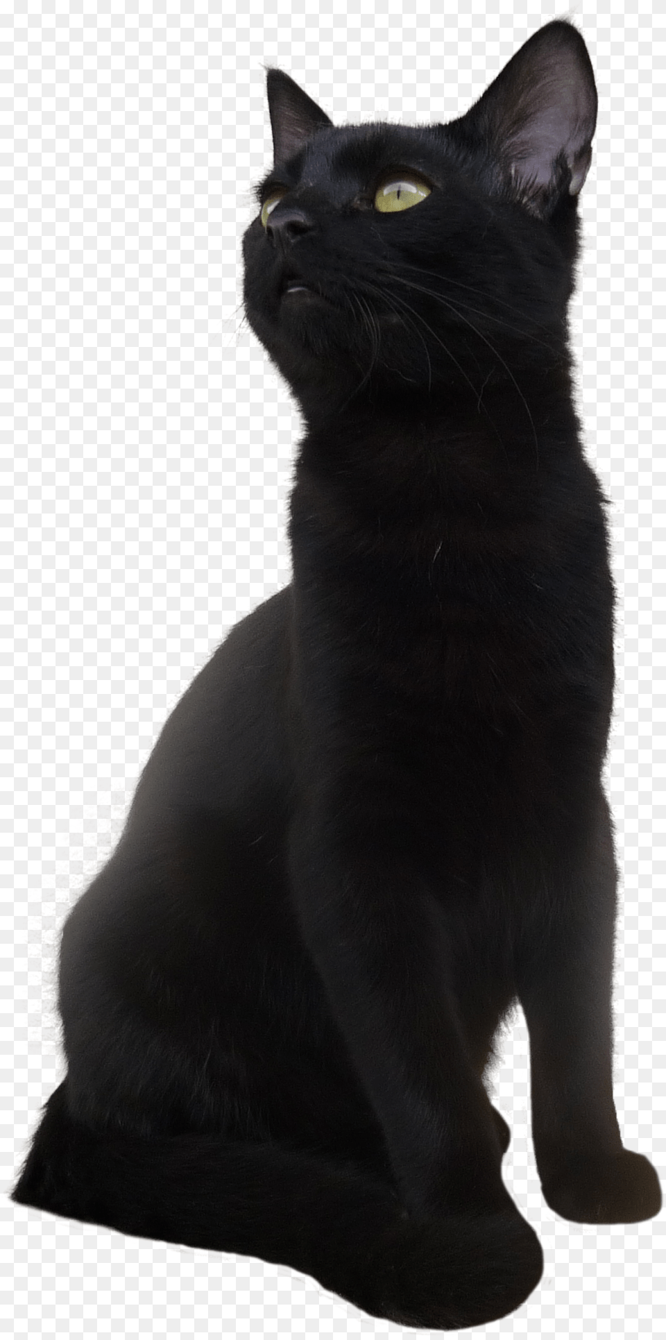 Black Cat Transparent Picture Short Hair Black Cat, Animal, Mammal, Pet, Black Cat Png Image