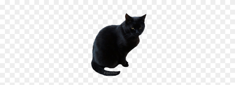 Black Cat Pictures, Animal, Black Cat, Mammal, Pet Free Transparent Png