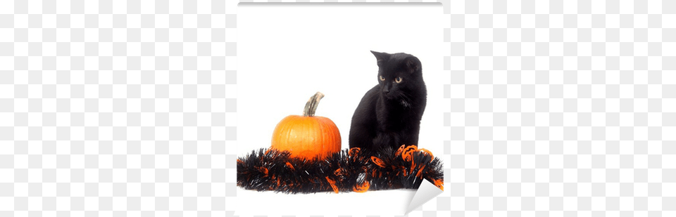 Black Cat With Pumpkin And Tinsel Wall Mural Pixers Cat, Mammal, Animal, Black Cat, Pet Png
