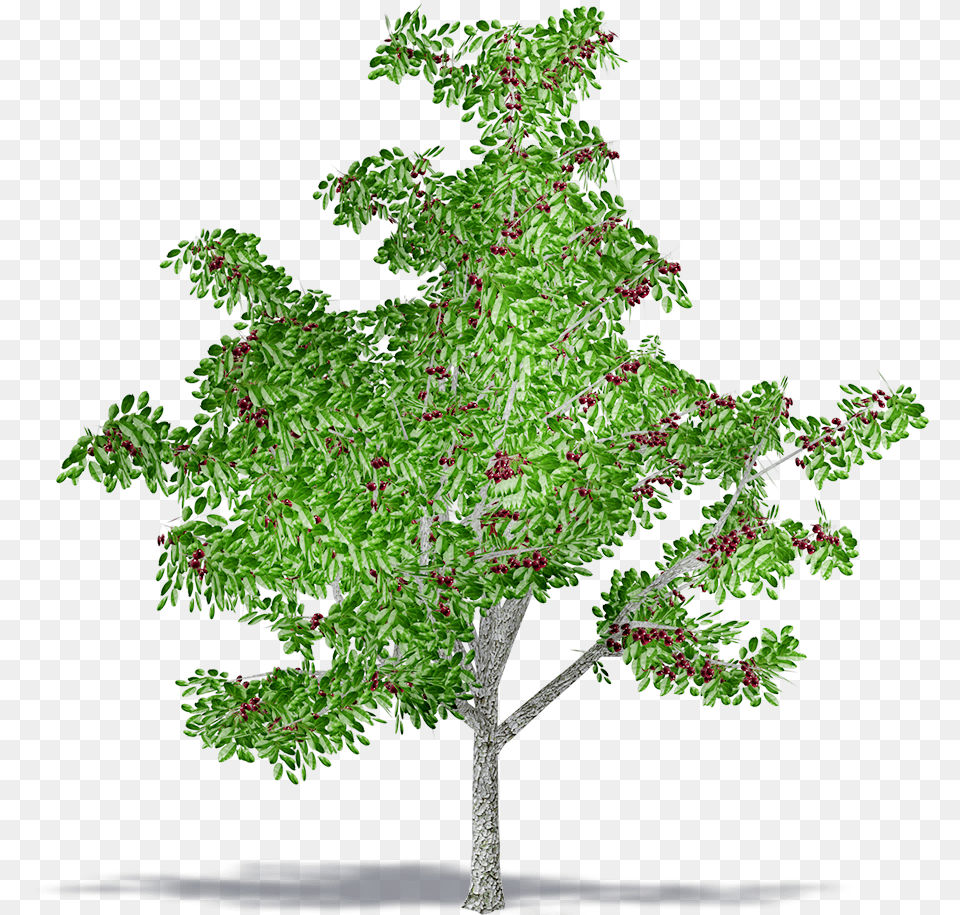 Black Cherry American Larch, Plant, Tree, Conifer, Leaf Png Image