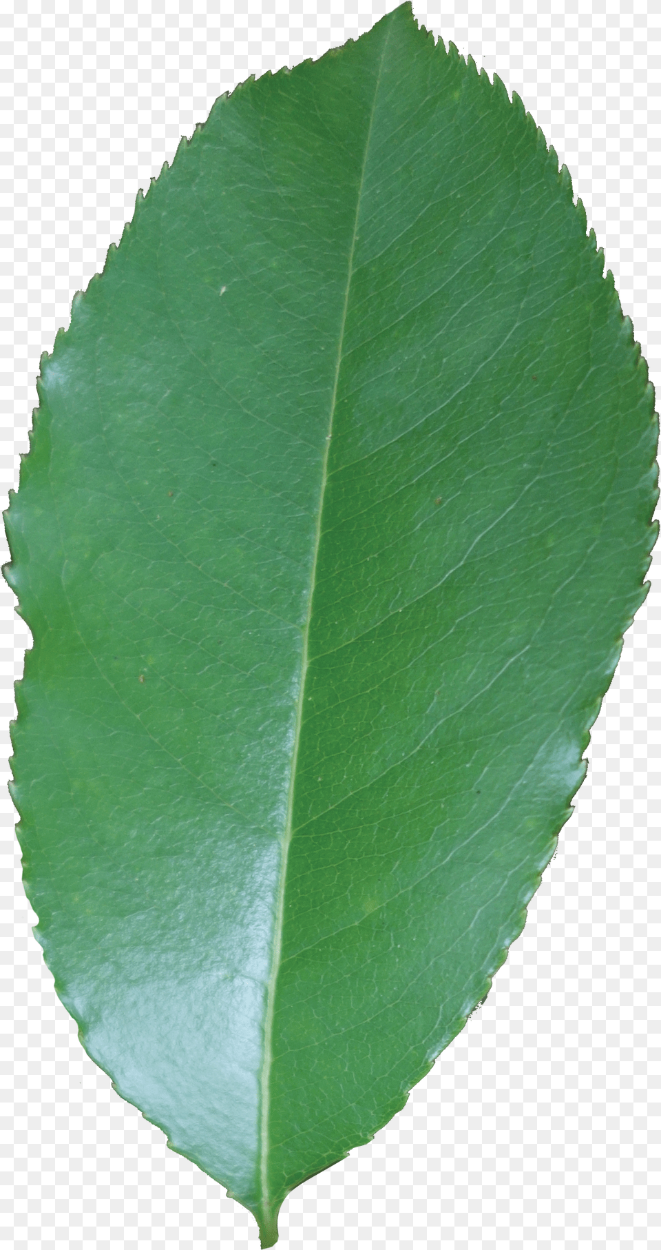 Black Cherry Leaf, Plant Free Transparent Png