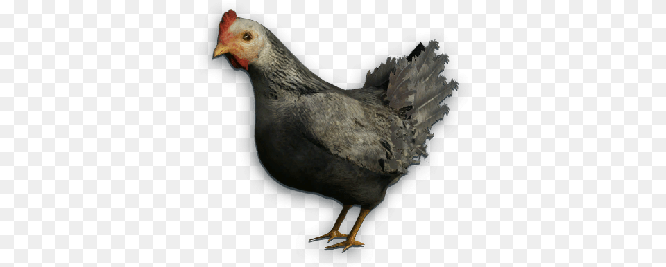 Black Chicken Far Cry, Animal, Bird, Fowl, Hen Free Png Download