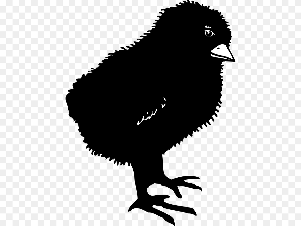 Black Chicks Bird Baby Dark Little Small Chicken Baby Chick Silhouette, Animal, Beak, Text Free Png