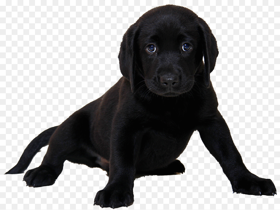 Black Chocolate Lab Puppies, Animal, Canine, Dog, Labrador Retriever Free Transparent Png