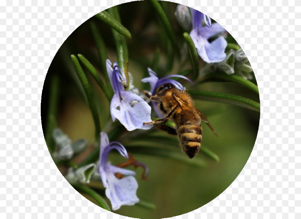 Black Circle, Animal, Apidae, Bee, Bumblebee Free Png