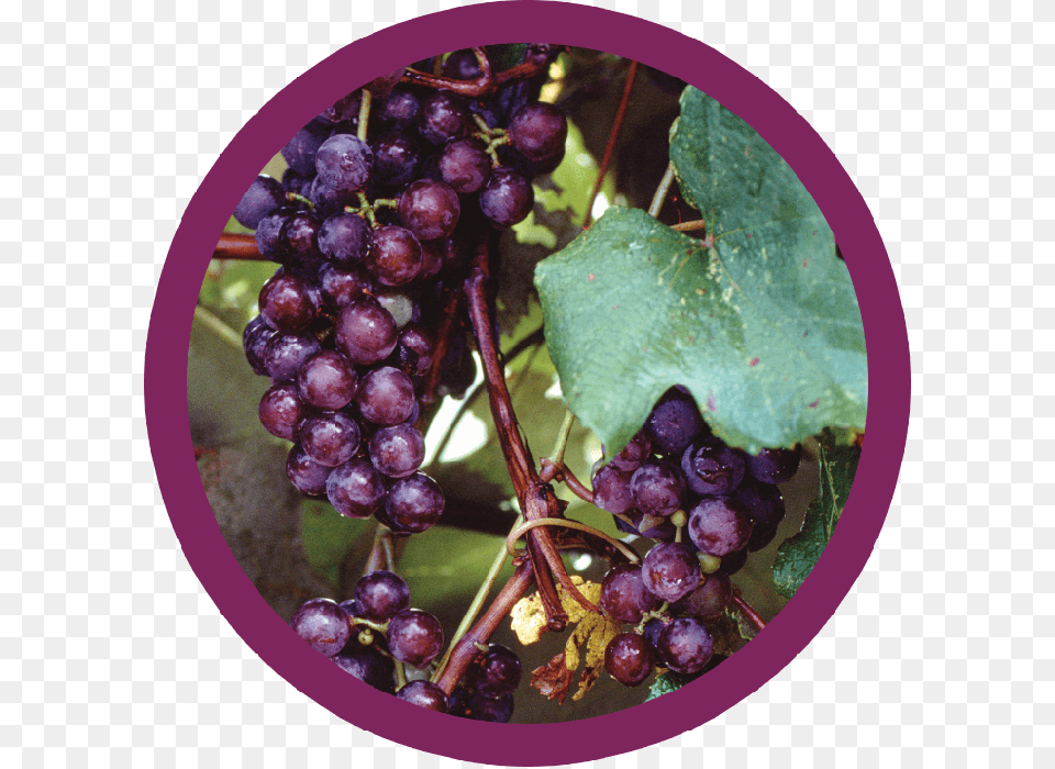 Black Corinth Grapes, Food, Fruit, Plant, Produce Free Transparent Png