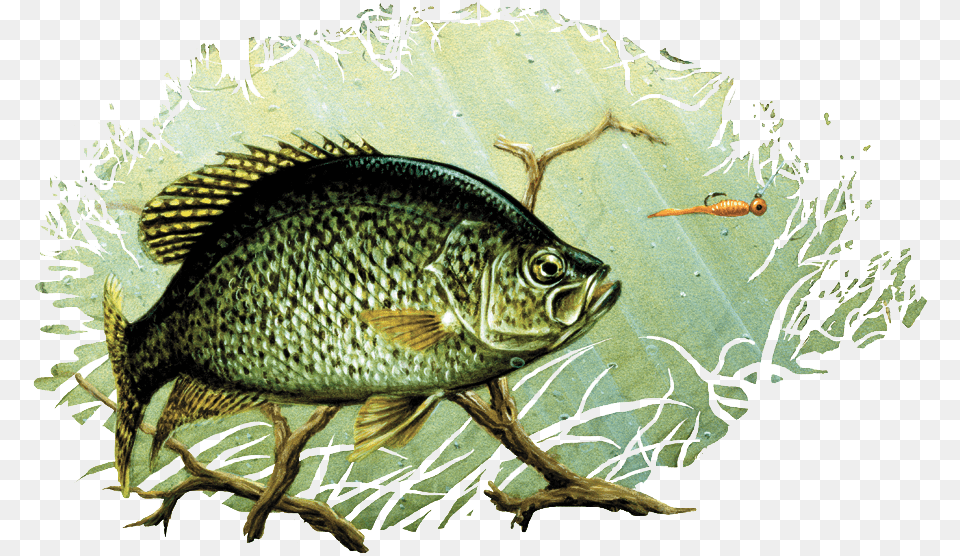 Black Crappie Drawing Painting Largemouth Bass Art Crappie Drawing, Animal, Fish, Sea Life, Perch Free Png Download