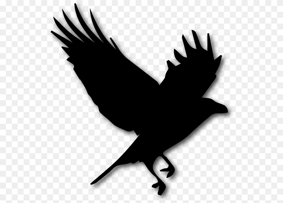 Black Crow, Gray Png Image