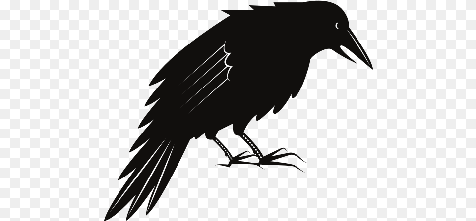 Black Crow Bird Black Crow, Animal, Fish, Sea Life, Shark Free Png Download
