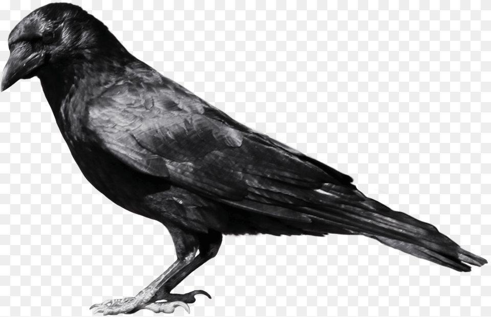 Black Crow Sideview Crow, Animal, Bird Free Png Download
