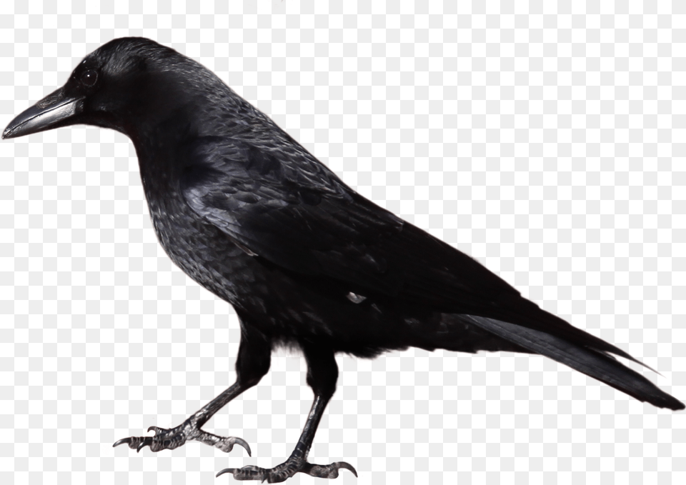 Black Crow Standing Crow Black And White, Animal, Bird, Blackbird Png