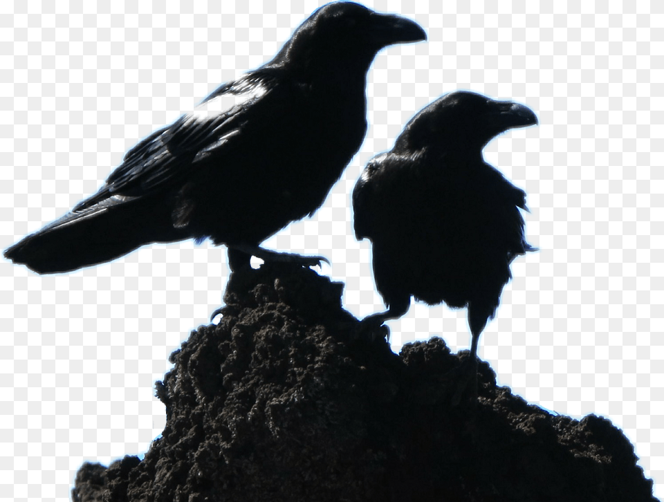 Black Crows, Animal, Bird, Blackbird, Crow Png Image
